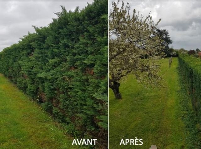 Haie de cyprès avant et après taille